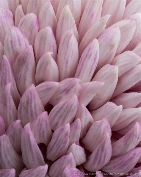 Delay no more and go ahead! Chrysanthemums 2017 - Part 2 :: Beautiful Flower Pictures Blog