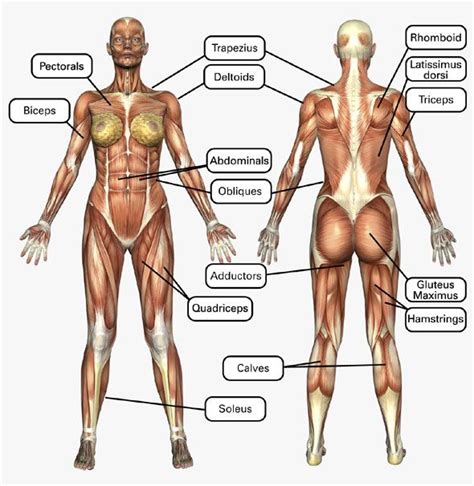 Smooth muscle cannot be controlled consciously and thus acts involuntarily. The 25+ best Body muscles names ideas on Pinterest ...