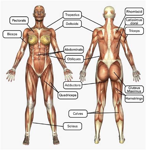 Muscle is a tissue in animal bodies. The 25+ best Body muscles names ideas on Pinterest ...