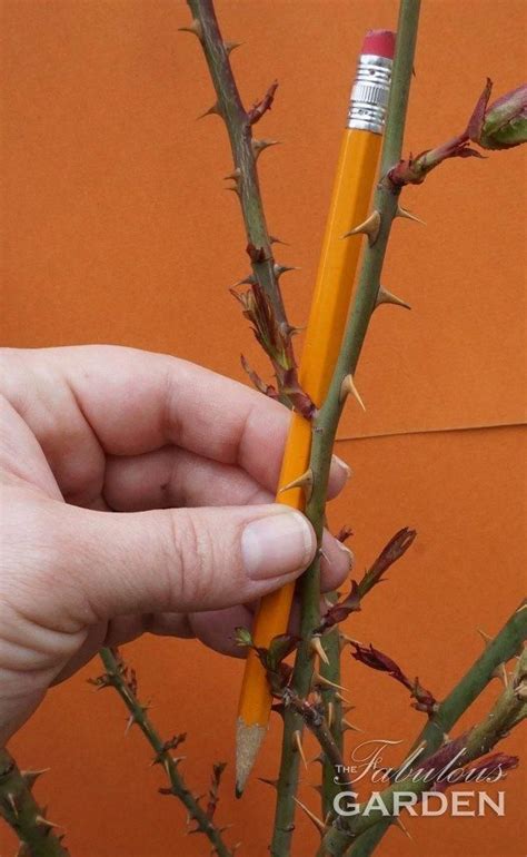How is it already september? How to prune roses - The Fabulous Garden #FlowersGarden ...