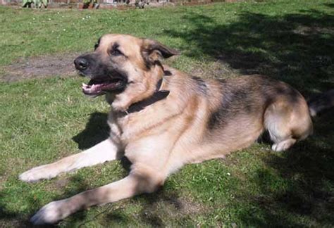 Bloat in german shepherd dogs. More German Shepherd Puppies and Dogs that have found new ...