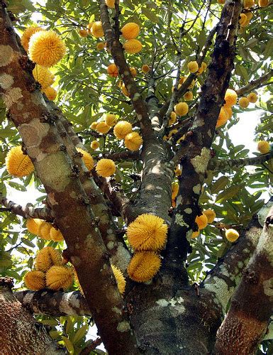 Nah, itulah beberapa beda penamaan buah dan sayuran dalam british dan american english. Hortikultura: Buah Lai (Elai)