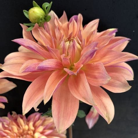 Before we dive into the most popular wedding flowers in 2020, let's cover some of the most common questions we hear about wedding flowers so how many flowers you include in your bridal bouquet depends on how big you want your bouquet and whether or not you want a pure (one species of. Dahlia Salish October Wedding — GOLDENROD GARDENS in 2020 ...