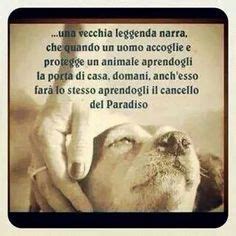 Cane morto, frasi da dedicare all'amico di una vita. Aforismi on Pinterest | Dalai Lama, Bukowski and Quotes