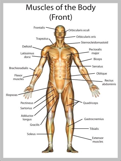 Transparent muscles body diagram transparent png clipart free. Muscle Diagram | brittney taylor
