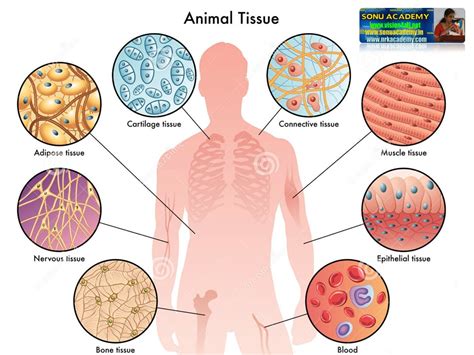 They form the surface of the skin, line the various cavities and tubes of the body and also cover the internal organs. SONU ACADEMY: ANIMAL TISSUES- EPITHELIAL TISSUE-TEXT