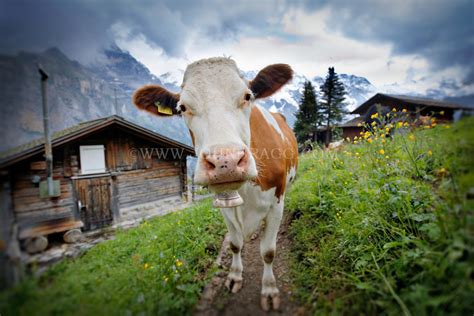 Menu & reservations make reservations. Photo of a cow outside a log cabin in Murren, Switzerland ...