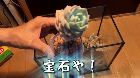 1:38 mijinkotv 36 209 просмотров. ヤモリのお家。 - YouTube