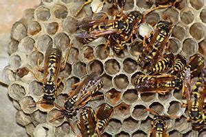 As the central coast's leading termite and pest control company, we guarantee your satisfaction. Get The Best Madison MS Pest Control Solutions For ...