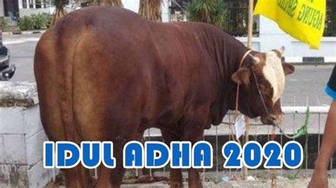 Berapa ekor seseorang mesti berqurban? Tanggal Berapa Lebaran Idul Adha 2020? Ini Fatwa MUI Soal ...