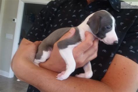 I'm a huge cuddle bug and lap dog,… more. Marge: Italian Greyhound puppy for sale near Orlando, Florida. | cc7fc902-3411
