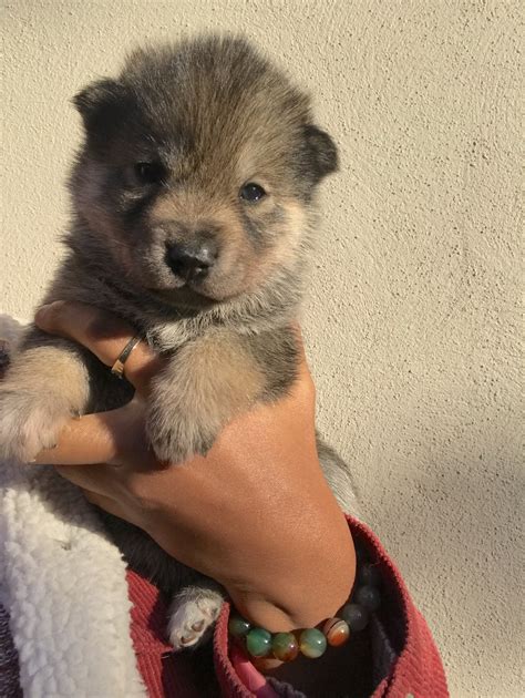 The starting price for a purebred shepherd is around $3k and can go all the way up to $24k. Puppy Stores & Places Near Me - Puppies On Sale Near Me ...