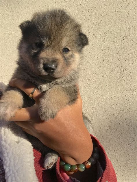 One thing that humans often wonder when considering how their dogs spend their time when their away is if dogs actually have a sense of time and miss us when we're gone. Puppy Stores & Places Near Me - Puppies On Sale Near Me ...