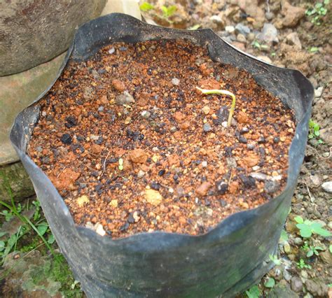 Selain itu bunga matahari juga tumbuh baik pada daerah yang memiliki kelembaban cukup dan banyak mendapat sinar matahari langsung. MY GARDEN: Menambah koleksi pokok anggur