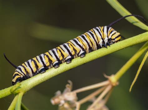 Caterpillars /ˈkætərˌpɪlər/ are the larval stage of members of the order lepidoptera (the insect order comprising butterflies and moths). Caterpillars