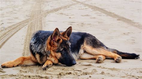 Check spelling or type a new query. The Best Food to Help a German Shepherd Gain Weight ...