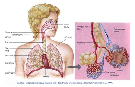 Maybe you would like to learn more about one of these? KMB I: SISTEM PERNAFASAN