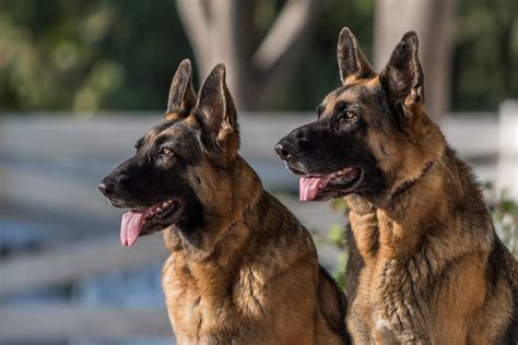 Maybe you would like to learn more about one of these? The Ultimate Guide to Care For A German Shepherd Dog ...