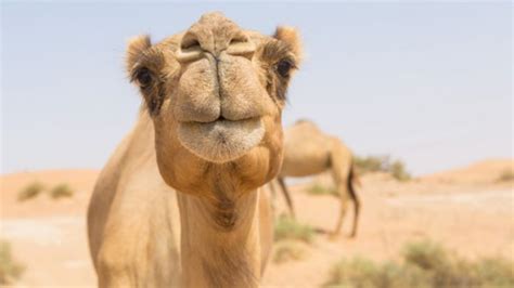 Yeah triangle are supposed to be power pack heads, the humps are just that rounded humps (double humps/camel humps). 11 Reasons To Drink Camel Milk