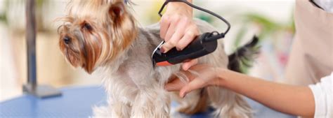 Are you a brunette or are thinking of dyeing your hair brown? Full-Service Dog Grooming in O'Fallon