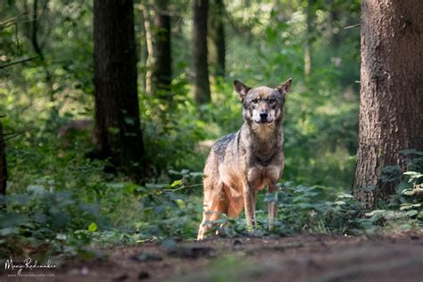 Biotopwildpark anholter schweiz ihr ausflugsziel im dreiländereck münsterland, niederrhein und niederlande! ANHOLTER-SCHWEIZ, GERMANY 2017 - Marije Rademaker Photography