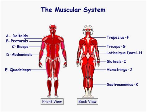 We did not find results for: Muscles In The Body Gcse , Png Download - Gcse Pe Muscle ...