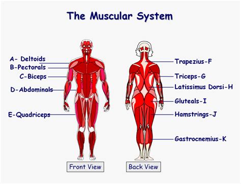 Can you annotate this diagram to exaplin what is happenning without your notes? Muscles In The Body Gcse , Png Download - Gcse Pe Muscle ...