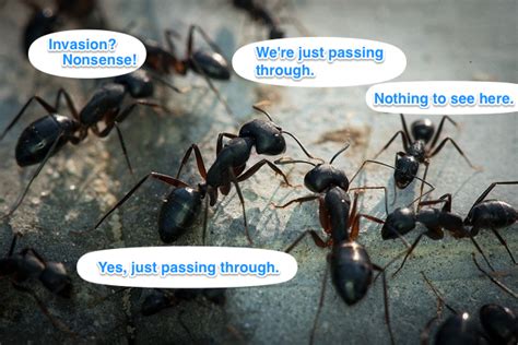 You can look at their traces, as they mostly operate in colonies, meaning if you look. Blog Post | What's in Your Car? Ants, Debugged. | Car Talk