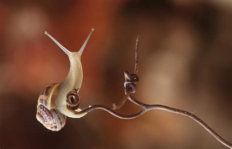 В мире животных / creature comforts. 17 Best images about Snails on Pinterest | Socotra, Shells ...