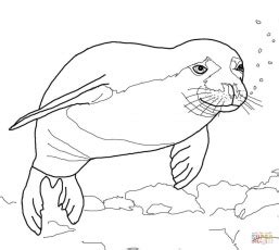 Color in this picture of a baby seal and share it with others today! Harp Seal Drawing at GetDrawings | Free download