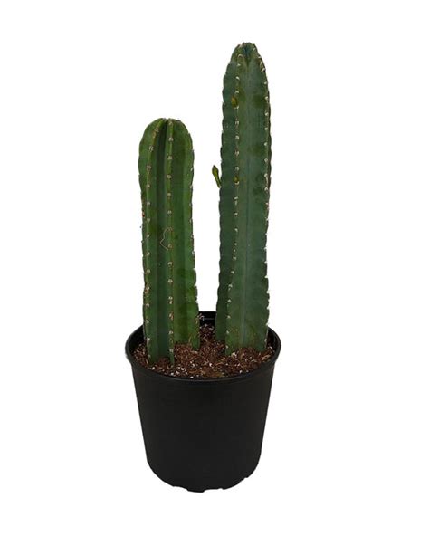 There's no branch or stick coming off the plant. Buy Cereus peruvianus, Peruvian Apple Cactus | Free ...