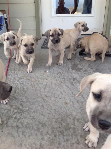 Written by an expert dog whisperer and dog owner, the black mouth cur complete owner's manual has the answers you may need when researching this dog that may have originated in the mountains of tennessee. View Ad: Black Mouth Cur Litter of Puppies for Sale near ...