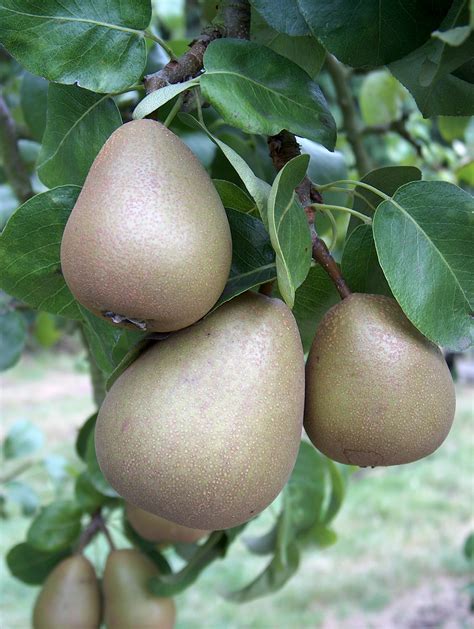 Beurre Hardy pear trees for sale. Buy organic Beurre Hardy pear trees