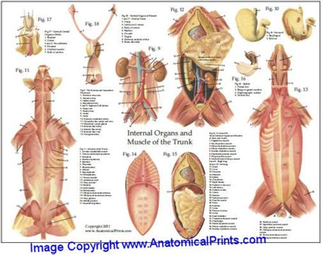 Superficial inguinal lymph nodes cranial abdominal a. Dog Muscular Anatomy Laminated Chart 8.5" X 11" (21.6 cm X ...