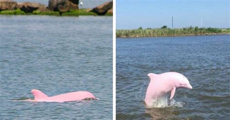 Pinky is a pink river dolphin whose pink color is believed to be a result of a genetic mutation. A Rare Pink Dolphin Gives Birth To Pink Calf