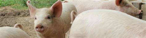 A half pig will occupy approximately 4 cubic feet of space which is about a quarter of a large chest freezer quarter pig: How Much Does It Cost to Raise A Pig? (Updated for 2018 ...