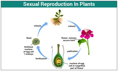 Cytokinesis in animal cells begins during anaphase as a cleavage furrow, an indentation of the membrane. Sexual Reproduction in Plants | Pollination | Fertilization