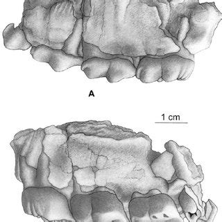 Ouranopithecus macedoniensis, sometimes called graecopithecus freybergi, is a prehistoric hominid species found in greece and dated to the late miocene. Ouranopithecus macedoniensis, late Vallesian (MN 10 ...