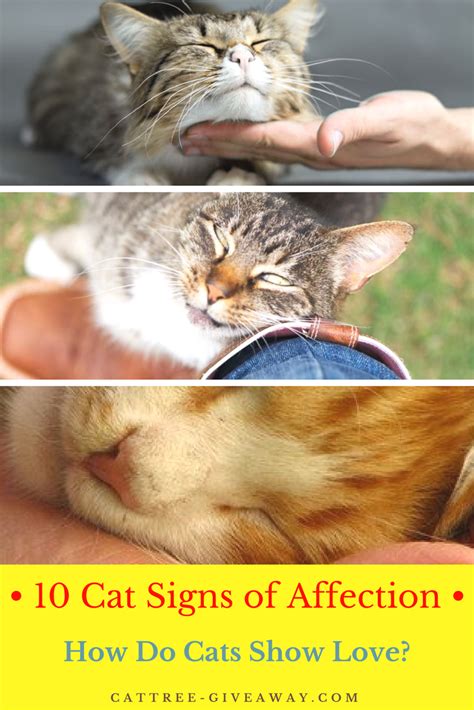 Alibaba.com offers 1,157 chamomile lavender tea products. 10 Cat Signs of Affection- How Cats Show Love - | Cat ...