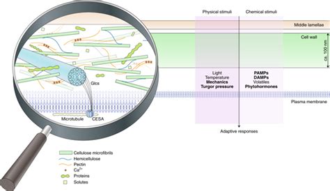 F1000research is an open science publishing platform for all life scientists, offering immediate publication and fast reviewing. Cell wall integrity maintenance during plant development ...