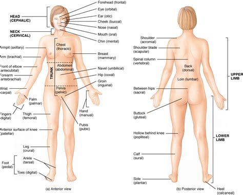 Human body woman posterior view. Women Back Side Parts Name - Human Anatomy Body
