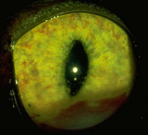 Retinal detachment happens when the retina separates from the eyeball's innermost lining.2 x research source there are numerous causes of retinal detachment in the cat but acute trauma is. Retina: detachment in cats | Vetlexicon Felis from ...