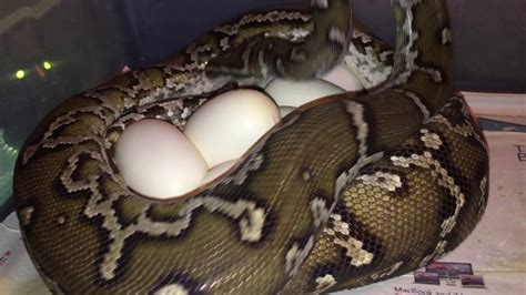 Wfp works with various government entities to reduce vitamin and mineral deficiencies in the angolan population and prevent stunting. Angolan Python Eggs! - YouTube