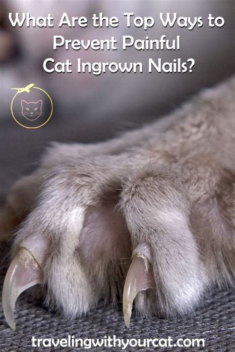 Even just cutting the nail can be very painful for your cat. What Are the Top Ways to Prevent Painful Cat Ingrown Nails ...