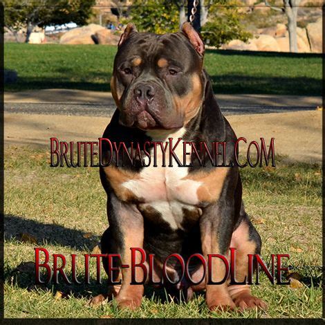 All of our collars and leashes are. XL TRI COLOR BULLY PITBULL BREEDER AND KENNEL WITH BRUTE ...