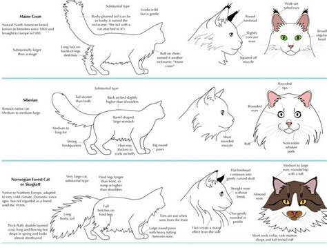 Differences among the siberian cat, norwegian forest cat and main coon. Siberian Cat Size Comparison - Siberian Kittens Maryland