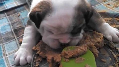 Or face a life of living in a shelter, stuck in cages or even facing being put to sleep. Bulldog Puppies for SALE- Austin, MN: Dinner Time with ...