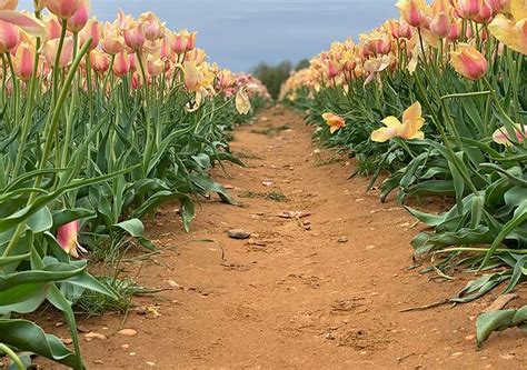 Tulip Festival | Cream Ridge | Holland Ridge Farms | Flower farm, Tulip ...