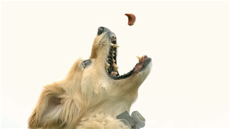 You can trim the video clip's length; Leaping Slow Motion Doggy - The Slow Mo Guys - YouTube