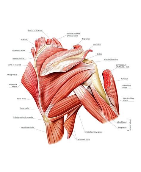 Important muscular spaces of shoulder. Shoulder Muscles Photograph by Asklepios Medical Atlas